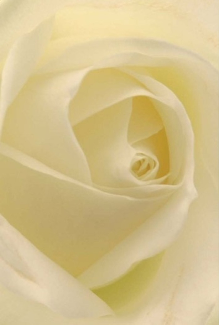 Viewed up close, this captivating white rose is the embodiment of tranquil elegance celebrated in Barbican's floral traditions. Its petals transition effortlessly from soft cream at the center to nearly translucent edges, as if illuminated by the gentle daylight filtering through the architecture of Barbican's residential squares. Each layered petal appears meticulously placed, forming a peaceful swirl that invites the eyes to linger and the heart to open. The harmony between light and gentle shadow offers a whisper of luxury while highlighting the mastery of local Barbican florists, who craft such arrangements with both skill and understanding of the mood their community cherishes. Perfect for romantic gestures, sincere apologies, or wedding centrepieces hosted in venues nearby, the rose radiates purity and inner resilience. Subtle variations in shade and form reveal a story of nature's wisdom and human tenderness, while the overall impression-serene fragrance, soft radiance, and timeless form-renders this bouquet suitable for expressing any emotion with understated grace. Barbican's local flower delivery ensures every arrangement finds its place within life's meaningful moments.